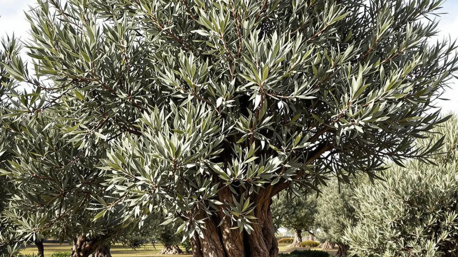 Olijfbomen