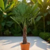 Trachycarpus fortunei