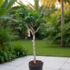Ficus carica 'Brown Turkey'