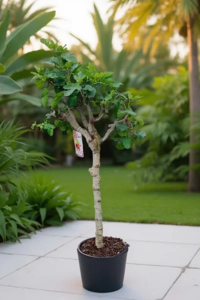 Ficus carica 'Brown Turkey'